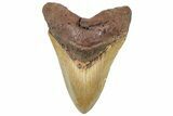 Serrated, Fossil Megalodon Tooth - North Carolina #299059-1